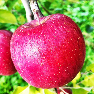 りんごの説明用写真