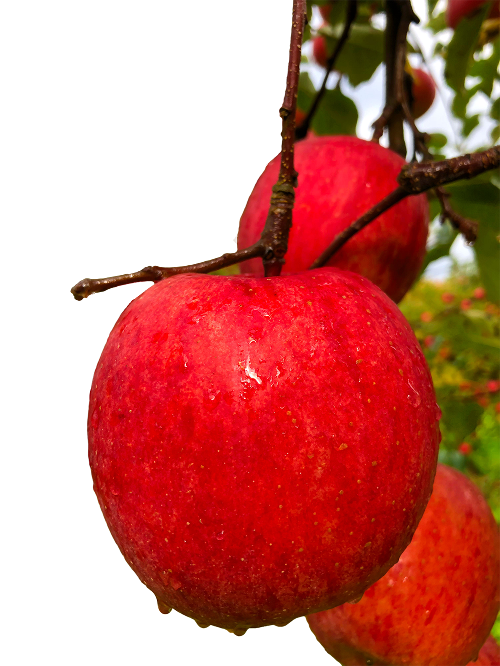 無袋リンゴの木の写真