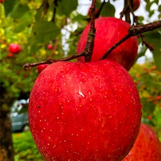 真っ赤なりんごの写真